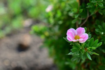 Flowers shrubby Potentilla lovely pink.