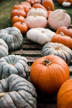 various pumpkins at a community pumpkin patch