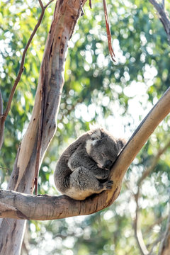 Koala on a tree near the Great Ocean Road