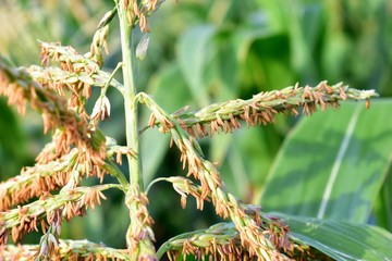 Ears (panicles) of Mature corn in the field. Zéa máys