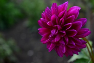 Flowers dahlias purpletaiheijo red and pink.