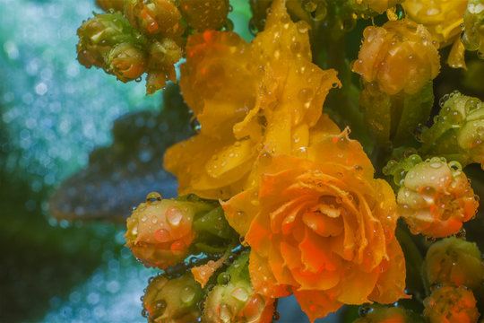 Calanchoe