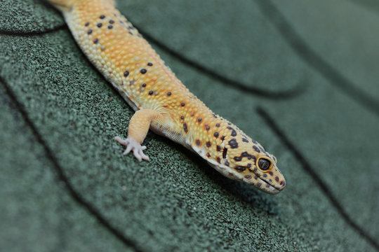 Leopard Gecko