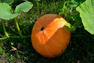 Orange fruit of the pumpkin in green.