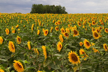 Obraz premium Landscape with Sunflower field, field of blooming sunflowers