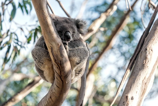 Koala on a tree near the Great Ocean Road