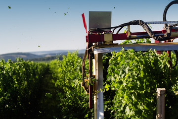 tractor trimming the vineyard in the morning