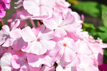 Obraz premium Phlox paniculata cvet yabloni (paniculata Phlox) is a paniculate shade of Apple.