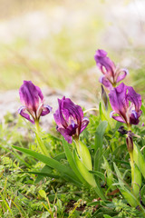 Group of Purple Wild Dwarf Iris Pumila, wild blooming species in Strandzha mountain, Bulgaria