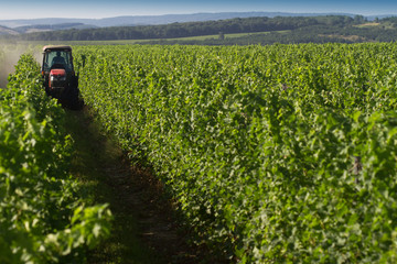 red tractor working in the vineyard