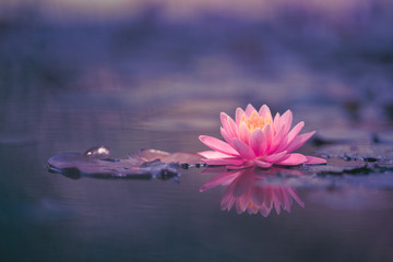 Water Lily Floating On The Water