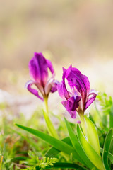 Purple Wild Dwarf Iris Pumila, wild blooming species in Strandzha mountain, Bulgaria