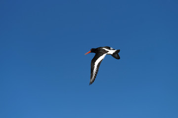Austernfischer im Flug und blauer Himmel - Stockfoto