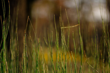 green grass in the forest. Green background. Early autumn. Autumn greens.