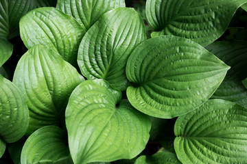 Fresh green proiphys foliage. Good for a background.