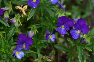 The violets clawed – Viola calcarata L.