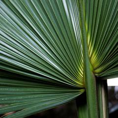 Sabal mexicana. Tropical palm green leaf. Close up.