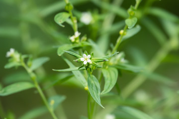 Gromwell Flowers in Bloom in Springtime