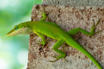 lizard