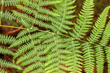 Green, abstract background of ostrich fern leaves.