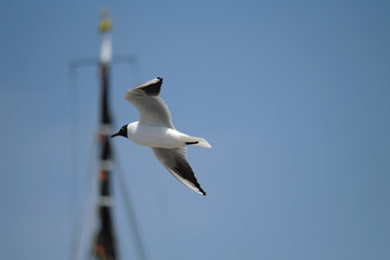 Seagull flying over a harbour - Stockphoto