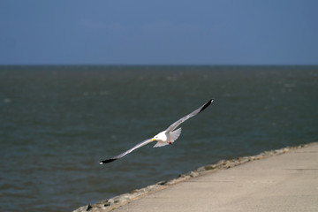 Möve im Anflug an der Nordseeküste bei Hooksiel in Niedersachsen - Stockfoto