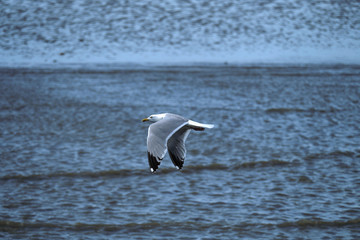 Fototapeta na wymiar Seagull flying over the ocean - Stockphoto