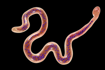 Brugia malayi, a roundworm nematode, one of the causative agents of lymphatic filariasis, 3D illustration showing presence of sheath around the worm and two non-continous nuclei in the tail tip