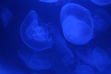 Quallen - Life in Blue 1