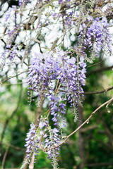 flowering climbing plants Wisteria, purple bunches of flowers
