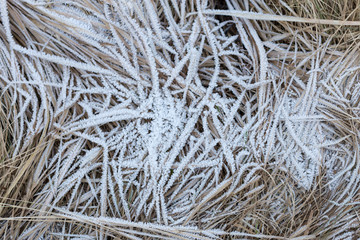 Closeup photo of dry yellow grass with hoarfrost in cold winter. Brown, green autumn background. Frost on the grass. Autumn forest. Cover. Frozen surface.