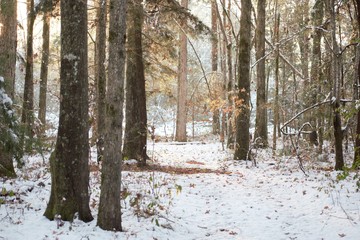 forest in winter