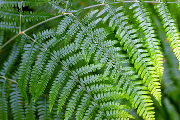 Green, abstract background of ostrich fern leaves.