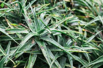 Green cactus leaves with thorn background. spring time