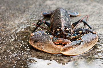 Live conmmon lobster on wet stone. Selective focus. (Homarus gammarus) 