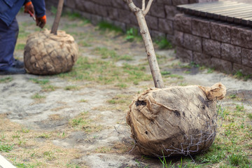 Big tree planting or transplantation in city park or apartment residential building backyard after transportation from nursery with burlapped root ball