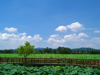 구름. 여름. 배경. 청명. 미세먼지. 황사. 