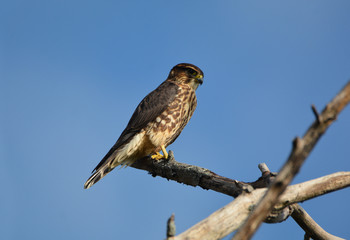 Merlin Falcon