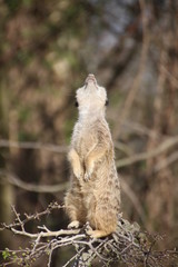 Erdmännchen 2