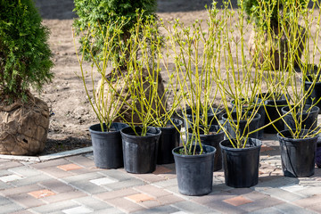 Many thujas tree with burlapped root ball prepared for planting in city park or residential...