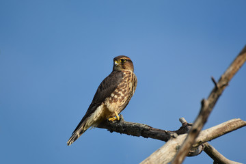 Merlin Falcon