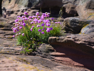 plants on a sunny cliff