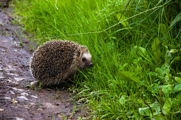 Nature, animals and autumn concept - hedgehog sitting on the road near green grass. Cute common...