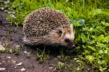 Nature, animals and autumn concept - hedgehog sitting on the road near green grass. Cute common hedgehog in the forest. Hedgehog in natural habitat outdoors in the nature. Beautiful autumn scene.
