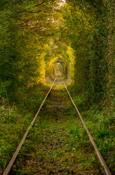 The tunnel of love, a green and natural tunnel formed by trees along a railway  in Obreja, Caras Severin County, Romania