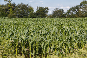 Fototapeta na wymiar Field of corn in Brittany during summer