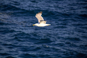 Fototapeta na wymiar White seagull flying over mediterranean sea, blue waves in the background.