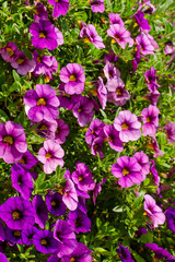 Fototapeta premium blossoming magenta petunia flowers on green background