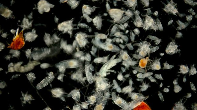 zooplankton of the Black Sea under the microscope. Different types of plankton consisting of crustaceans, larvae, and worms. Main fish feed