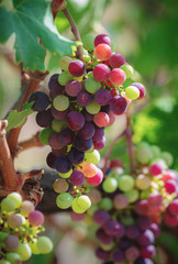 Vineyard in autumn